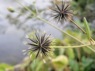 くっつき虫.jpg